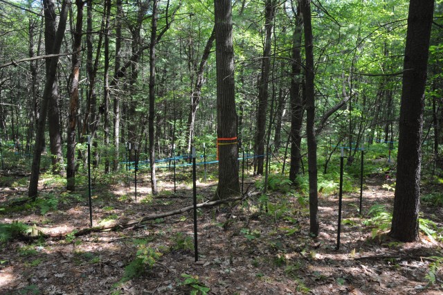 [As of early September, 2008, locations for all chambers have been staked out, and wall construction has begun. Shown here is one of the Warm Ant chamber locations. The red oak tree with the orange ribbon is in the center of the octaganal chamber footprint.]