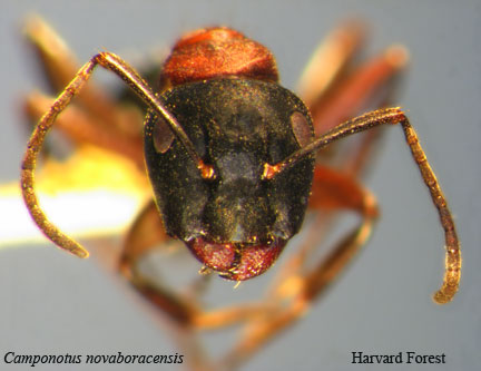 Camponotus novaboracensis