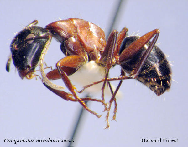 Camponotus novaboracensis