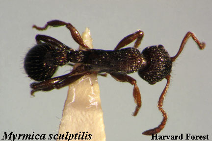Myrmica sculptilis