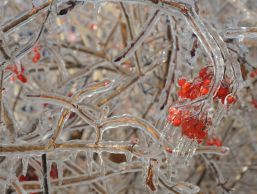American cranberry in ice