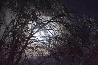 Full moon through icy trees