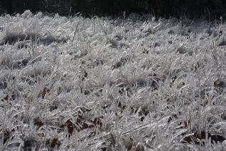 Grass in ice