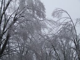 Sagging trees in ice