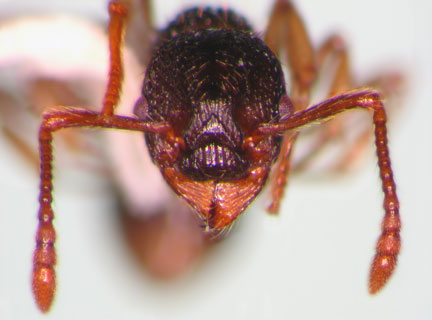 Myrmica detritinodis