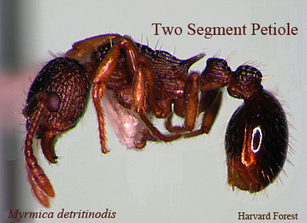 Ant's two segment petiole