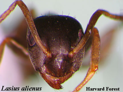 Lasius alienus