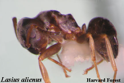 Lasius alienus