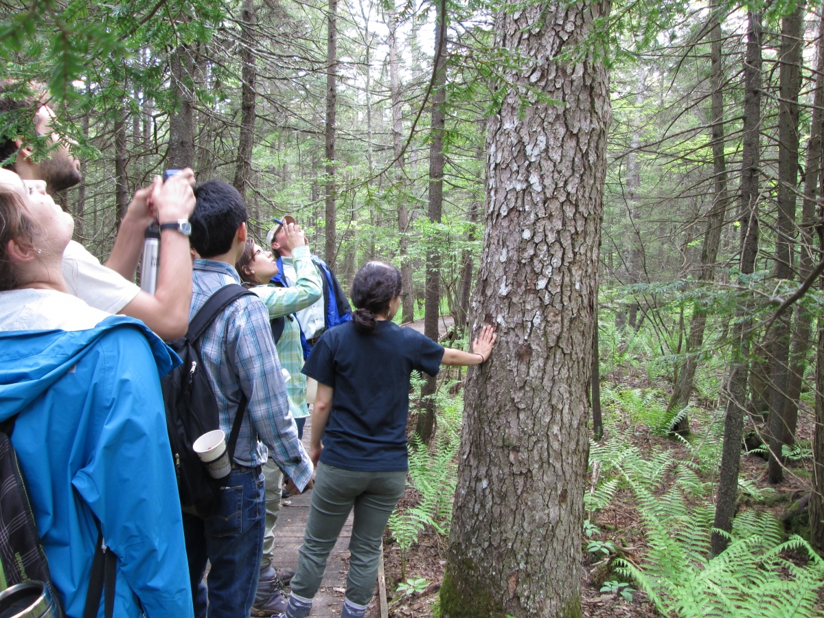 [Students admiring what is possibly the oldest tree on the Harvard Forest property]