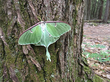 [A beautiful Luna Moth that greeted us after a particularly long and difficult field day. Photo by Colleen Smith]