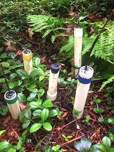 [Redox probes (Sarah assisted in making) installed in the transition zone of the soil moisture gradient. Photo by Sarah Pardi]