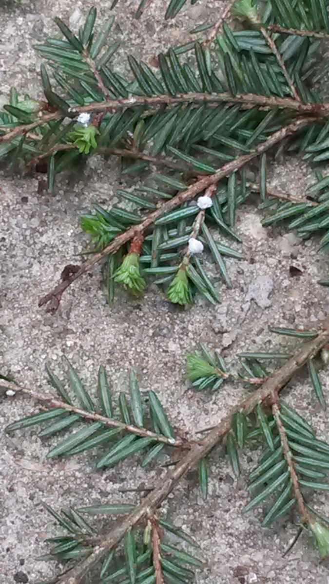 [Hemlock branch with the small, white, woolly masses - signs of the hemlock woolly adelgid - visible at the base of some needles]