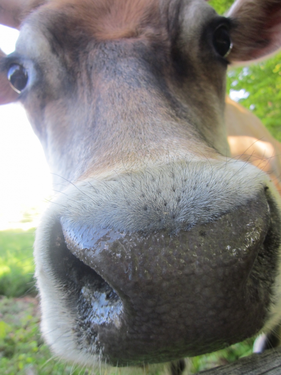 [A curious cow from the pasture outside our house]