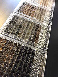 [96-well plates used for the enzyme assays. Photo by Sarah Pardi]
