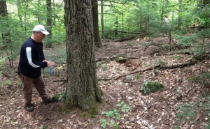 Dr. David Orwig coring a northern red oak in southwestern NH that dates to the 1780s. This population of oak gave more evidence supporting earlier observations that some tree-killing event stimulated tree recruitment around the Northeast in the late 1700s.