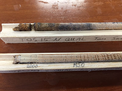 [Mounted and labeled tree cores. The top core is not sanded or dated, while the bottom core has been sanded and its annual rings measured and dated. Photo by Nick Patel]
