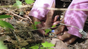 Close-up of a researcher's hand labeling a maple seedling with a numbered tag on the forest floor.