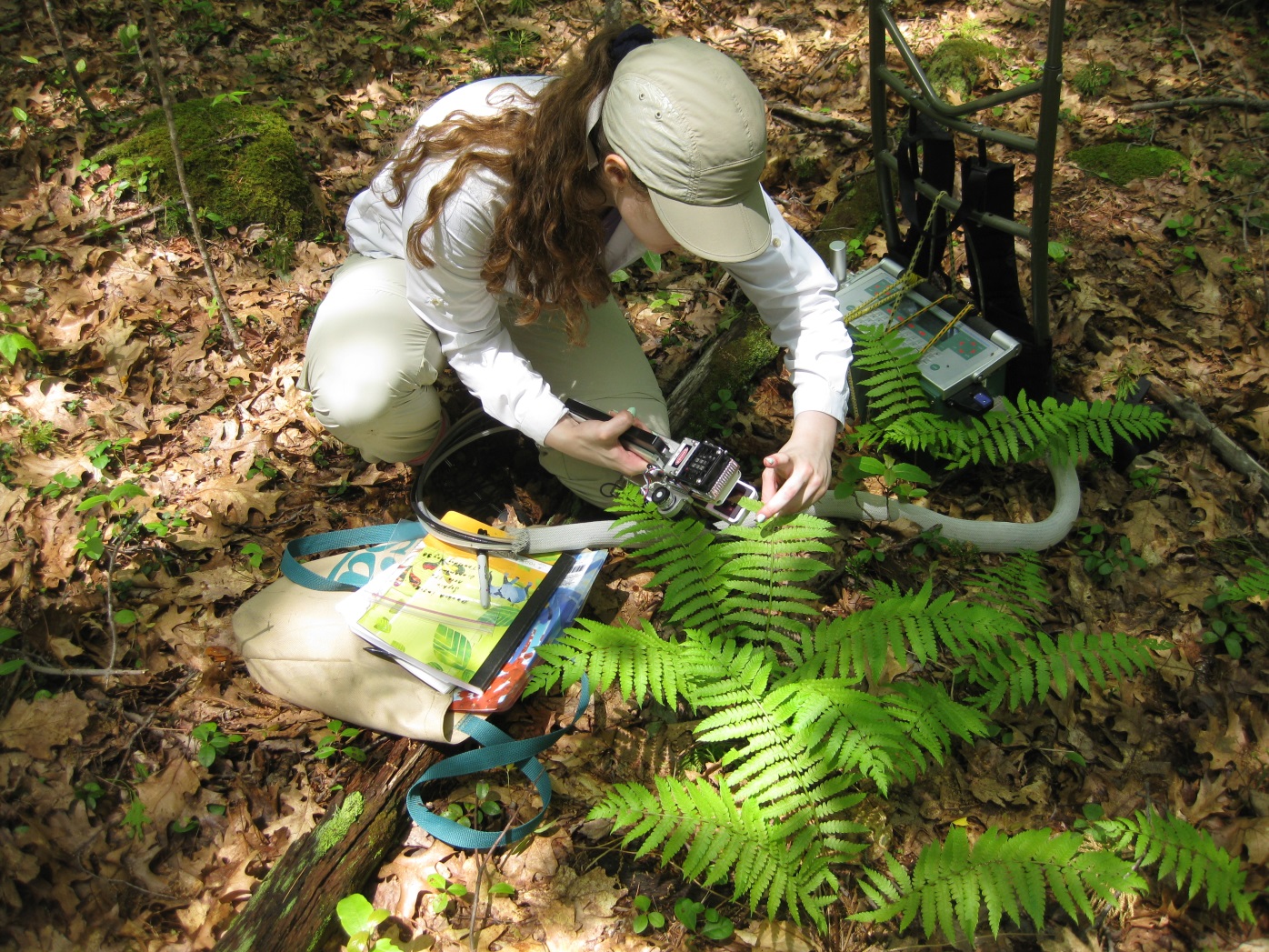 [Measuring a cinnamon fern in one of the plots using the Li-Cor 6400XT Portable Photosynthesis System.]