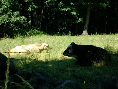[Left: beefalo. Right: "Oreo."]