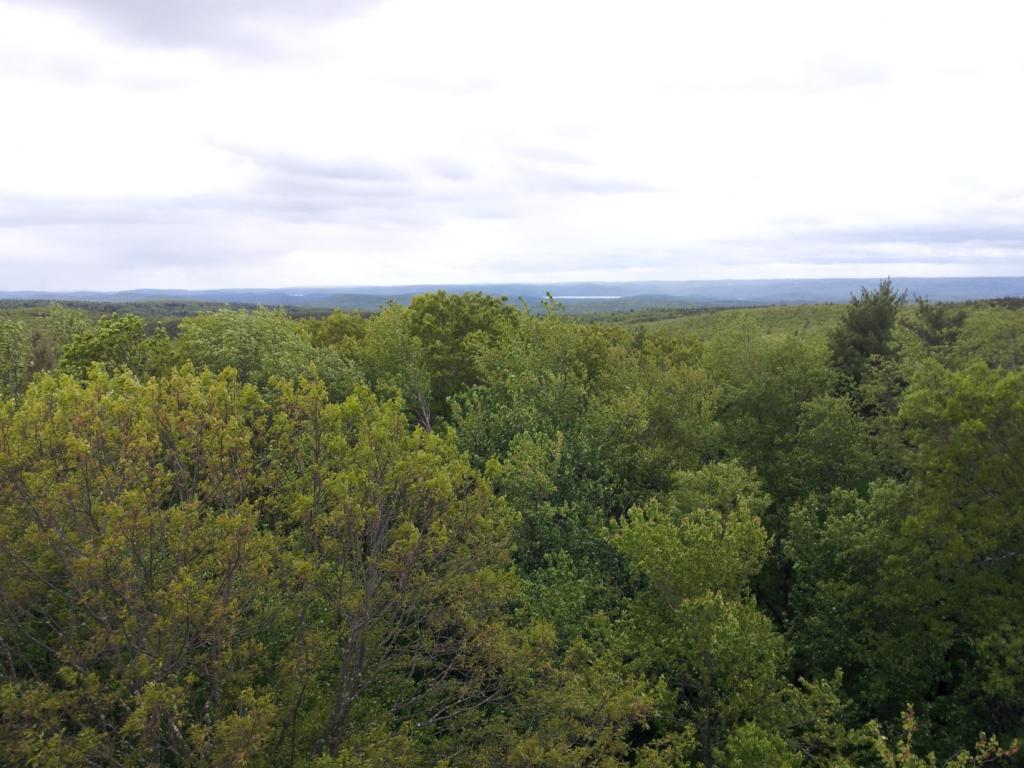 [A view of the Harvard Forest from the fire tower Sunday morning.]