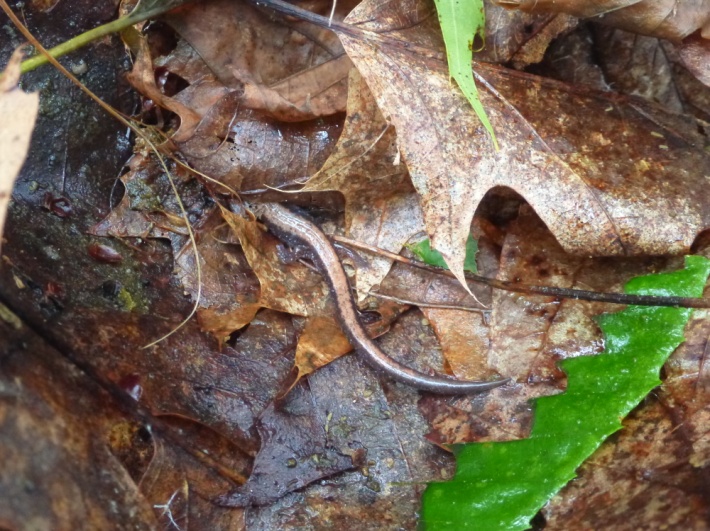 [The elusive red back salamander (Plethedon cinereus) tail hidden in the leaves.]