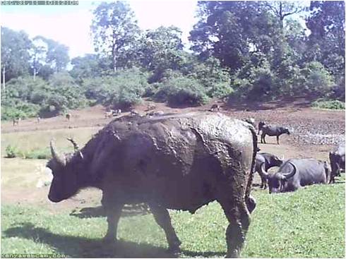 [A representative photo from Kenya of a water buffalo at a watering hole.]