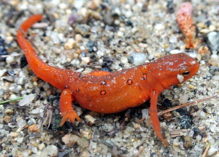An orange newt.