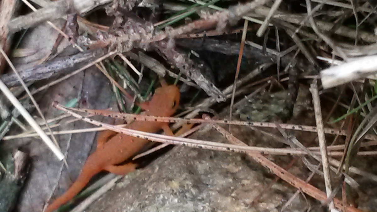 [Red eft, the terrestrial middle stage of growth of an eastern newt]