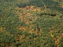 Harvard Forest Aerial Photo 1985