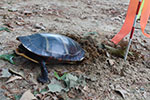 [Painted turtle laying eggs in sand parking lot]