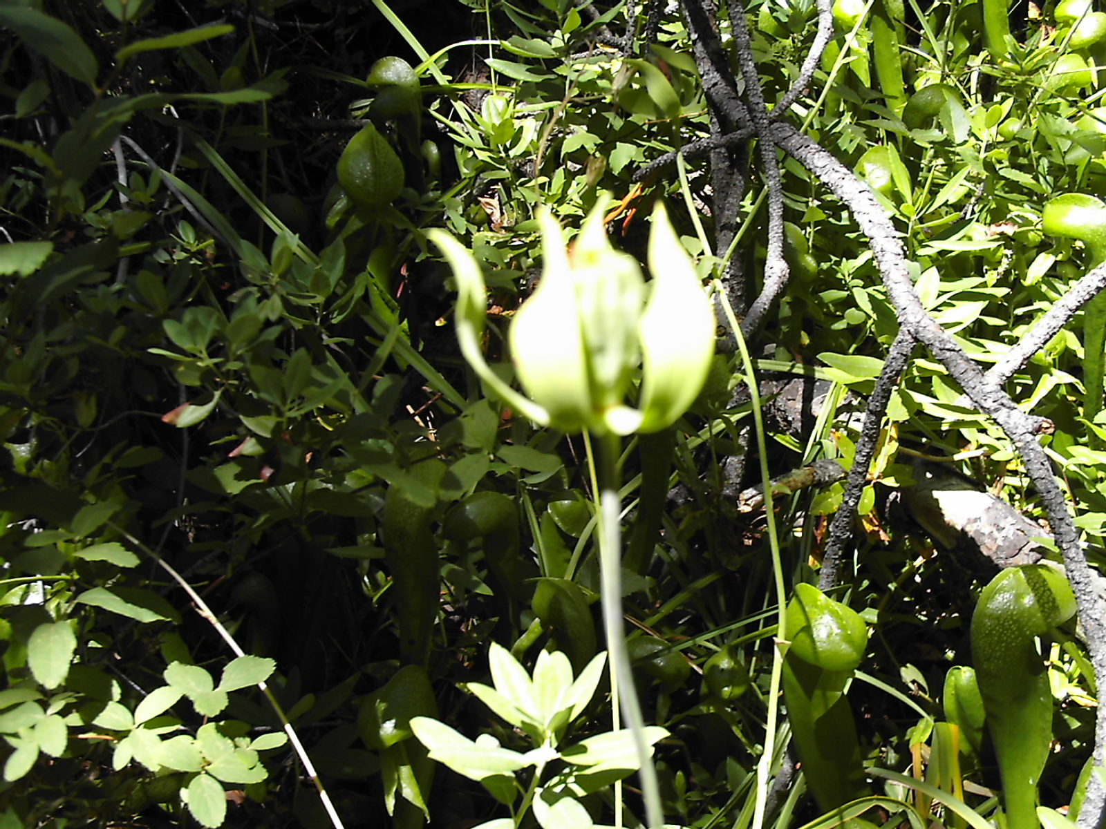Darlingtonia flower