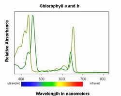 chlorophyll formula