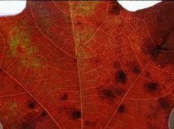 Red Oak Leaf