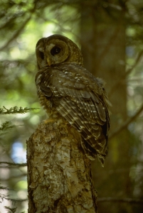 northern spotted owl at the Andrews