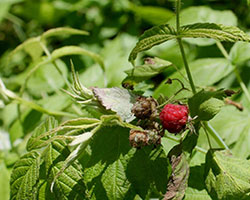 [Blackberry and Raspberry plants are thorny, but good for a delicious treat]