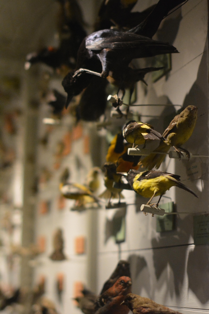 [Mounted birds at the Harvard Museum of Natural History. Picture courtesy of Alayna Johnson.]