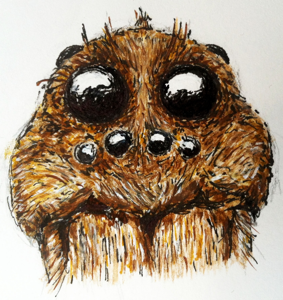 [A drawing in ink of the face of a wolf spider; drawing by Heather Clendenin.]