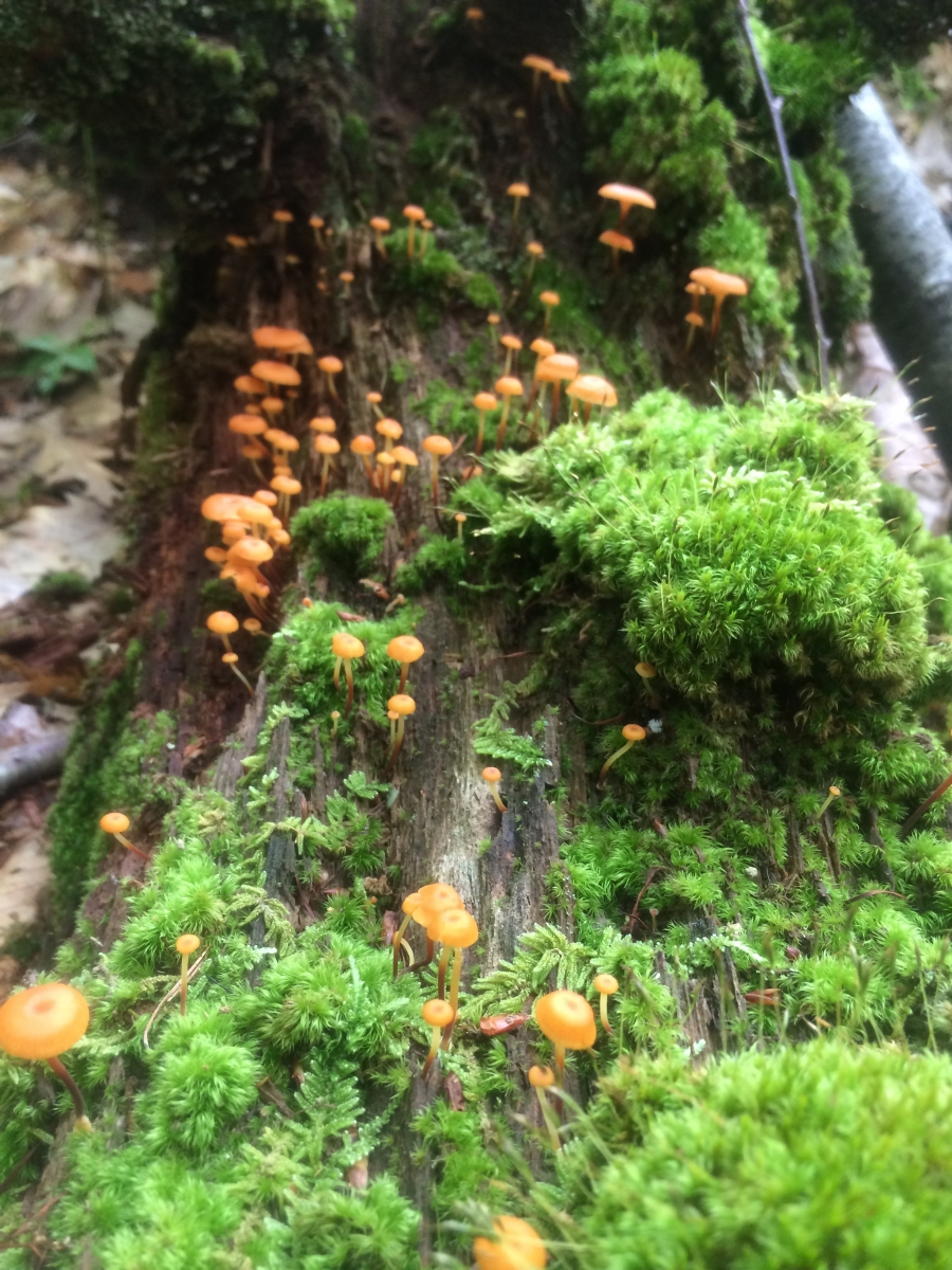 [Mushrooms in the hardwood valley site]