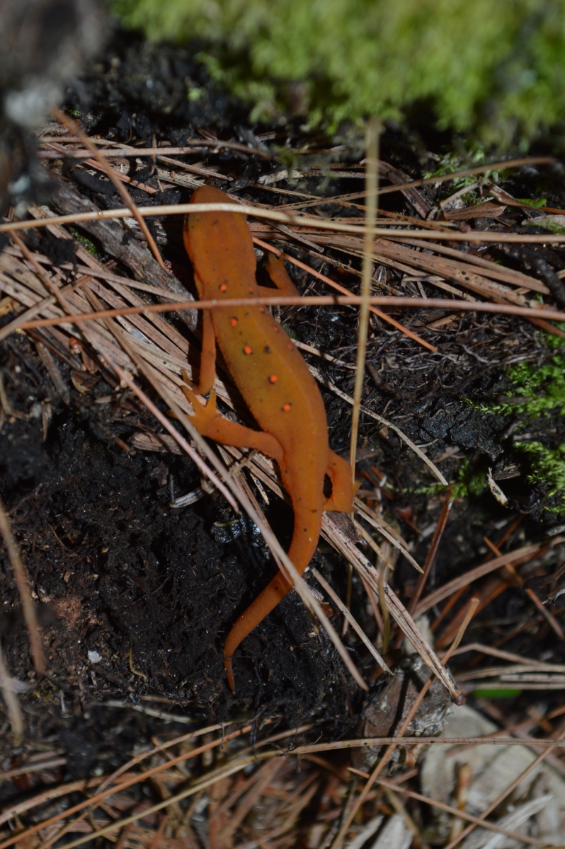 [red-spotted newt in the juvenile, red eft stage]