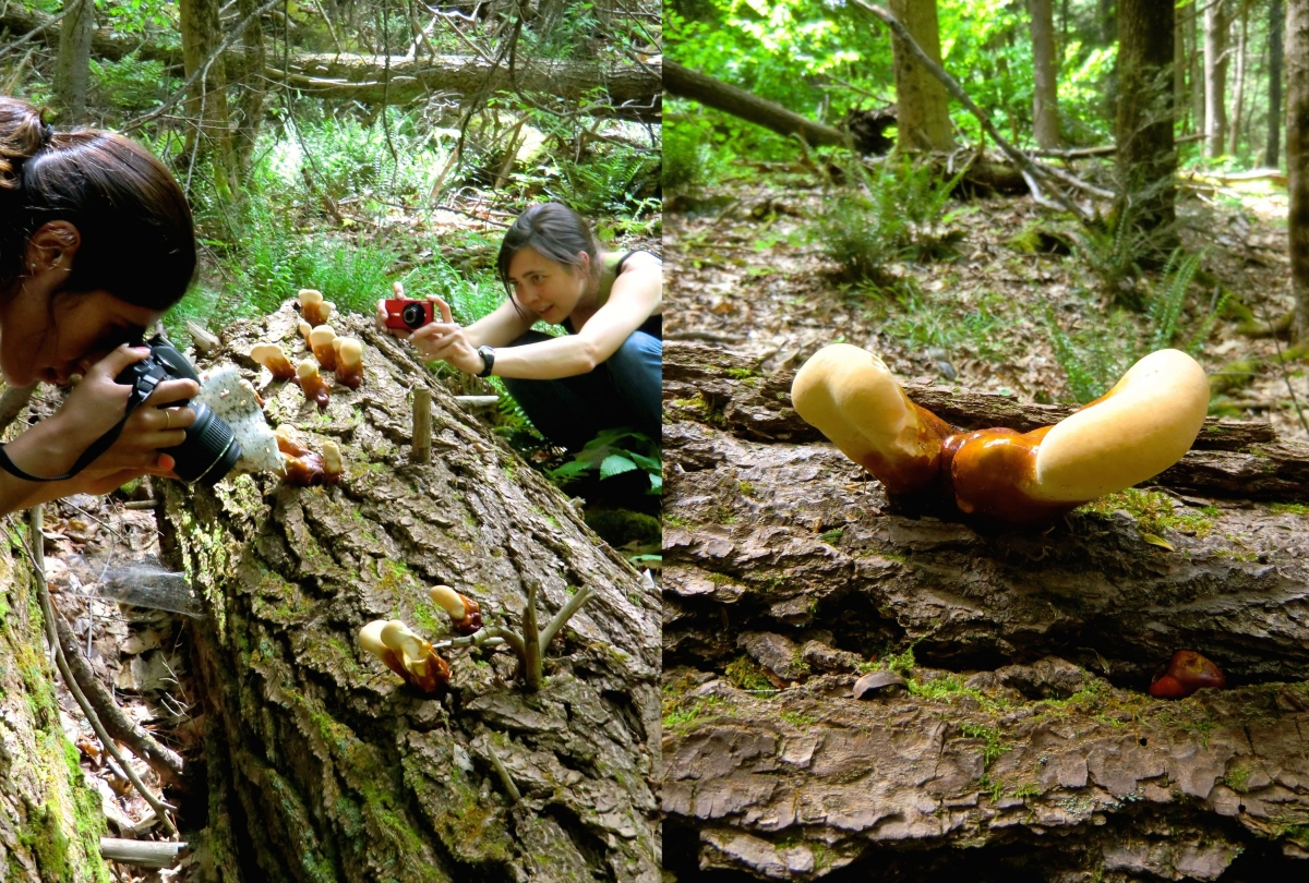 [During a leisurely weekend hike up the nearby Mount Toby, we all stopped to admire weird mushrooms growing on a fallen log. Grace and Jessica got close-up shots.]