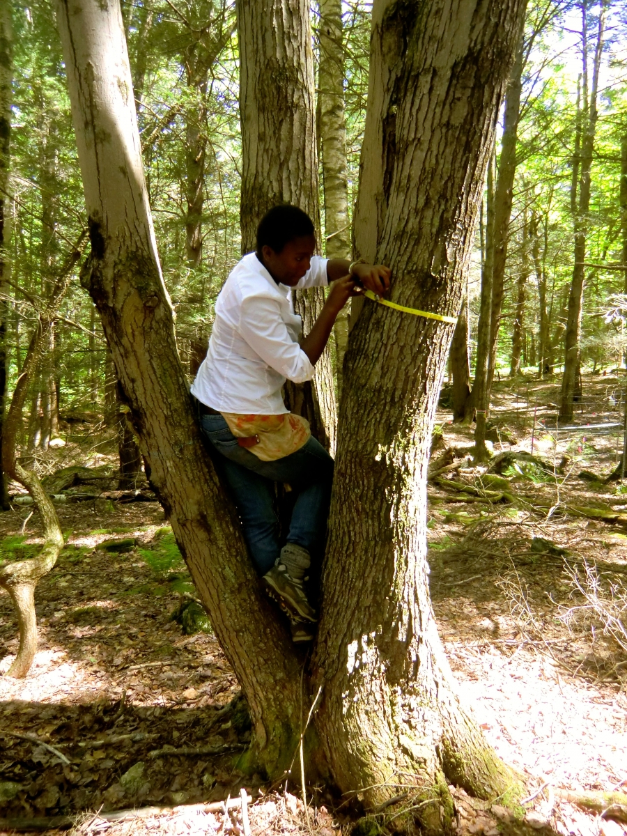 [Jess balanced in a maple tree to get to a good spot for measuring the tree’s diameter. Though trees such as this one may be connected at the base, logging-based forestry practices traditionally counted them as separate trees since they would be sold as separate entities once felled. Projects monitoring trees for conservation continue to use the forestry system, marking each trunk as a separate tree.]