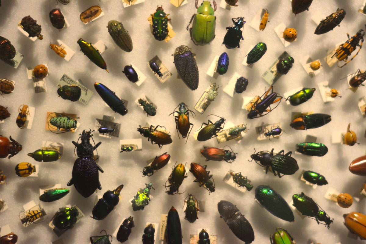 [Pinned beetles at the Harvard Museum of Natural History. Photograph courtesy of Alayna Johnson.]
