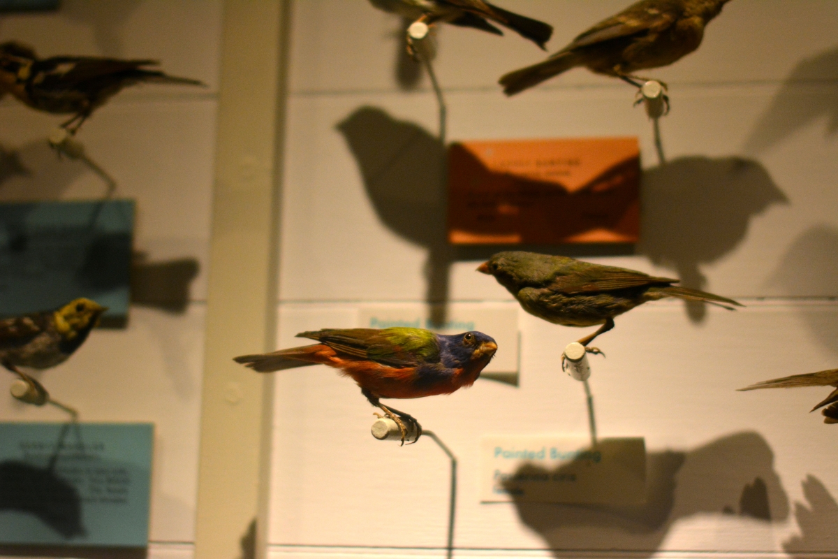 [Mounted birds at the Harvard Museum of Natural History. Photograph courtesy of Alayna Johnson.]