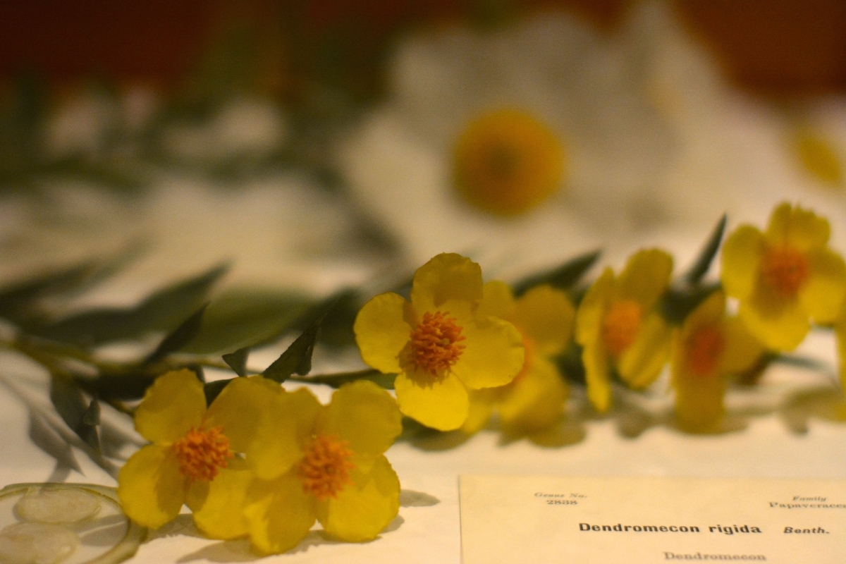 [Glass flowers at the Harvard Museum of Natural History. Photograph courtesy of Alayna Johnson.]