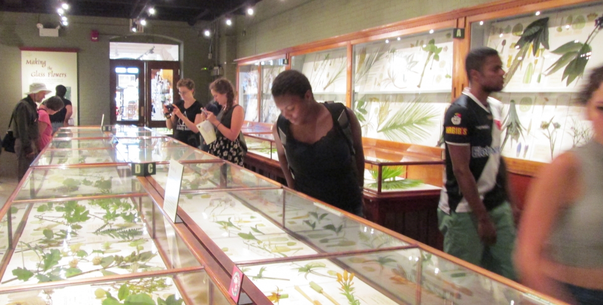 [Students admiring the glass flowers exhibit at the Harvard Museum of Natural History.]