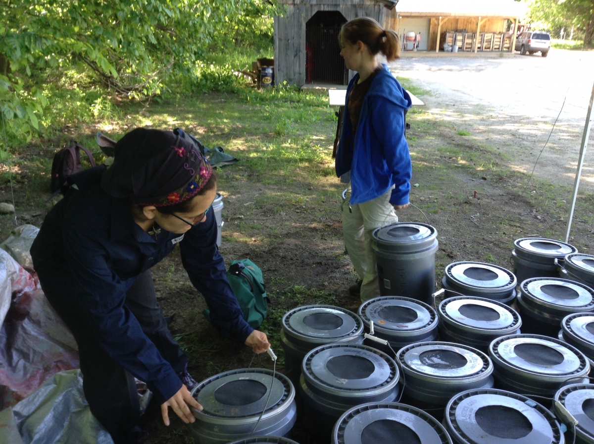 [Laura and Audrey moving the buckets containing soil and microbes that will become our mesocosms.]