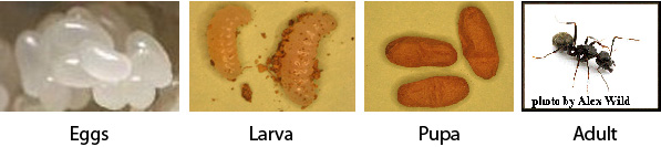 Ant Life Cycle