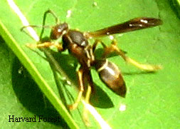 Wasp