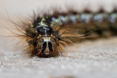 Close-up of Lymantria dispar caterpillar. Photo by Nathan Oalican.