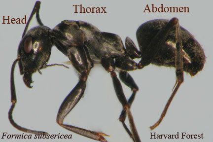Ant body segments